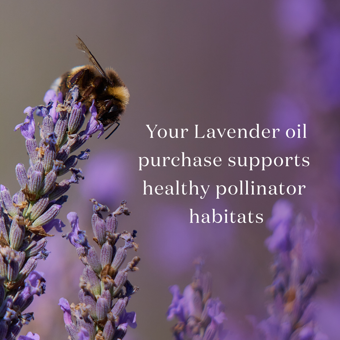 3575_Lavender_PDP_0925_5.jpg
