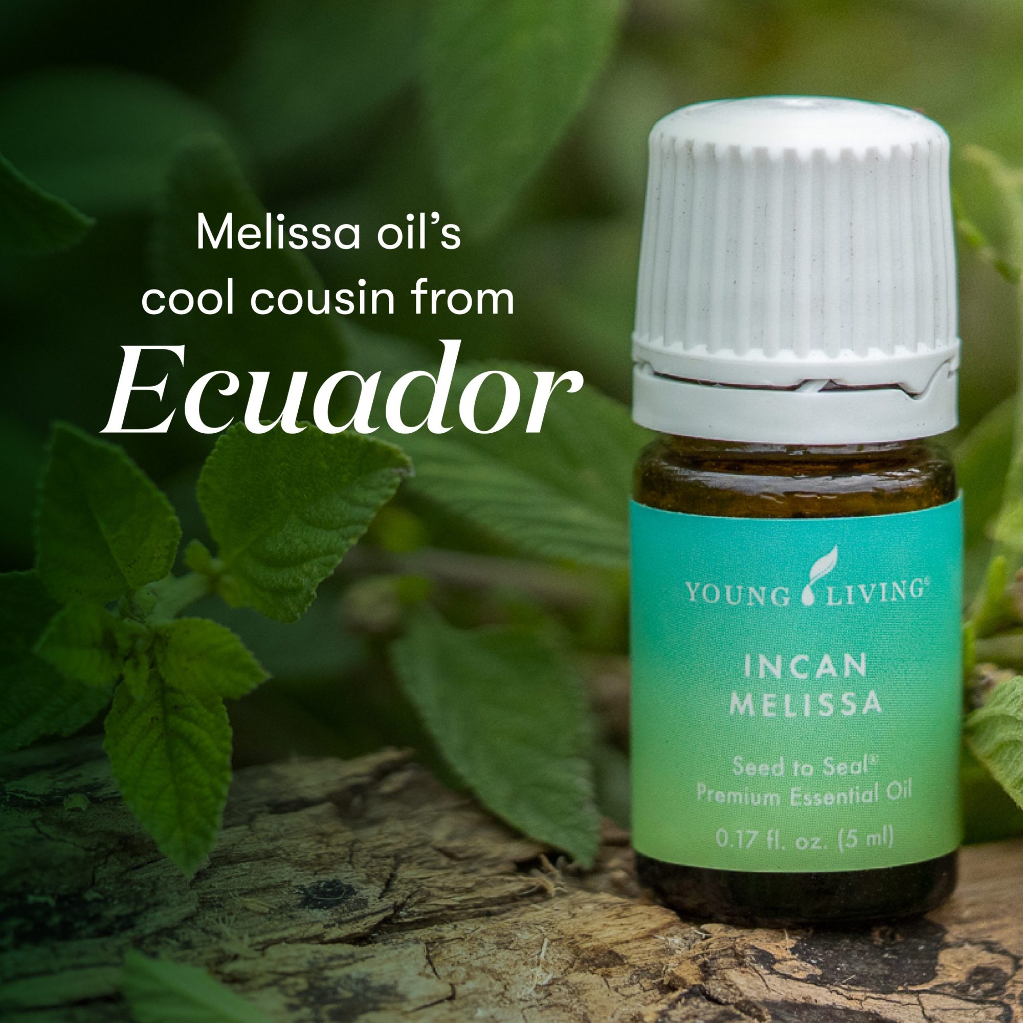 Incan Melissa Essential Oil